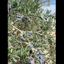 Wegen ihres fortgeschrittenen Reifegrades dunkle Oliven